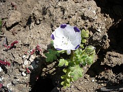 nemophila maculata